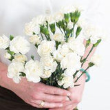 White Mini Carnation Flower Flower Delivery