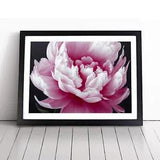 Splendid Peony Flower Framed Wall Art Poster Print Home Decor Picture Large