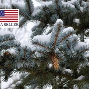 Picea pungens - Colorado Blue Spruce - 50 seeds - Bonsai Christmas tree