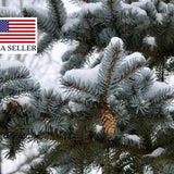 Picea pungens - Colorado Blue Spruce - 50 seeds - Bonsai Christmas tree