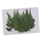 12Pcs Pressed/Dried Fern Leaves Flowers DIY Materials
