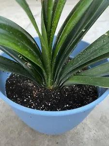 1 Clivia Miniata Bush Lily Bare Root Live Plant Orange Ready To Plant No Flower