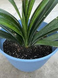 1 Clivia Miniata Bush Lily Bare Root Live Plant Orange Ready To Plant No Flower
