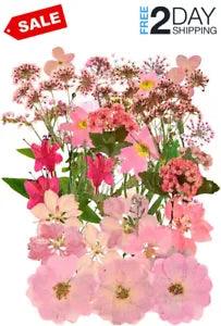 37pcs Natural Dried Flowers Mixed Multi-Color Pressed Flower Mini Rose Hydrangea