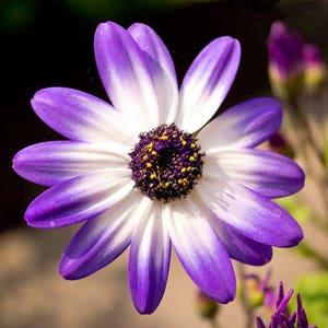 Livingstone Daisy mix seeds - code 566 - Dorotheanthus bellidiformis -Osteospermum