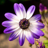 Livingstone Daisy mix seeds - code 566 - Dorotheanthus bellidiformis -Osteospermum