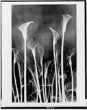 Calla lilies xray,radiography,plants,flowers,leaves,images,interior,inside,c1935