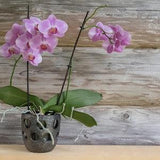 Handmade black ceramic decorative planter. Unglazed pot with texture and decorative holes for orchid. Especially suitable for Moth orchids.