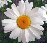 Ox Eye Daisy Seeds, Heirloom Daisies, Ox Eye Daisies, Heirloom Wildflower, 75ct