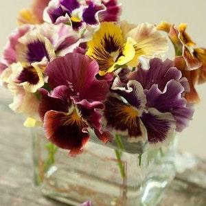 30 seeds Pansy Giant  ??Can Can ?? mix - Viola Hybrida