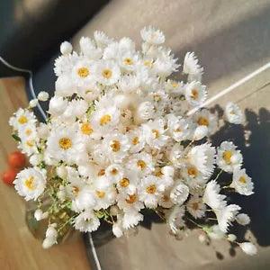 Dried Daisy Flowers Bouquet 200 Real Dry White Flowers with Stems 17'' Gerber Da