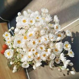 Dried Daisy Flowers Bouquet 200 Real Dry White Flowers with Stems 17'' Gerber Da