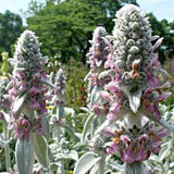 50 +seeds Lamb's Ear (Stachys Byzantina Lanata)- Perennial