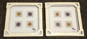 NEW - Lot Of 2, Pier 1 Imports Dried Floral Windowpane, 7-1/4??? X 7-1/4???