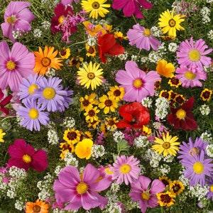 200 Pcs Beautiful Annual Sun Mix-FL645-Mix of Excellent Annual Sunflower