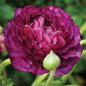 Ranunculus Asiaticus Purple corms/bulbs (Asian buttercup), beautiful elegant perennial flowers