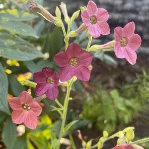 Bronze Queen Nicotiana 100+ Seeds