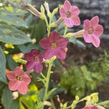 Bronze Queen Nicotiana 100+ Seeds