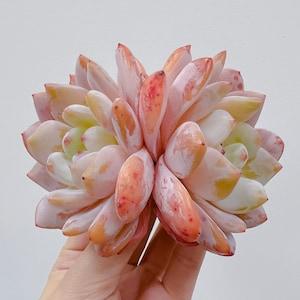 Echeveria Orange Monroe | Ultra Rare Succulents Korean Import Exquisite Korean Succulent | Living Plant | Not Seed