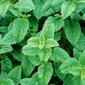 Organic Lemon Balm Seeds, 100 Bulk Seeds, Medicinal Herb Garden Seeds, Flower Seeds, Bee Loving COMPANION Plant, Grow Your Own Tea