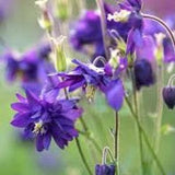 Giant double purple Columbine SEEDS  attracts Butterflies Bees Pollinators cut flowers bouquet Dizzy Bees Urban Food garden