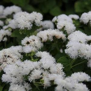 100+ White Floss Flower Seeds-Dwarf Floss Flower-Attractive and Fast growing Annual-Ageratum Houstonianum-Great for beds,borders etc -B497