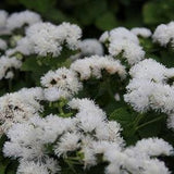 100+ White Floss Flower Seeds-Dwarf Floss Flower-Attractive and Fast growing Annual-Ageratum Houstonianum-Great for beds,borders etc -B497