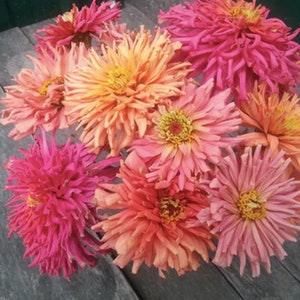 25+ Cactus Flowered Mix Zinnia Seed /  Zinnia elegans /Unique Flower  (#85)
