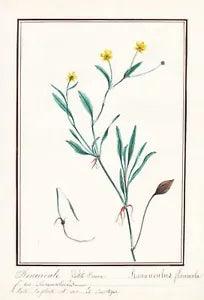 Crowfoot Ranunculus flammula flower botany botany watercolor drawing 1830