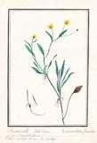 Crowfoot Ranunculus flammula flower botany botany watercolor drawing 1830