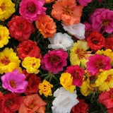 100+seeds Moss Rose (Portulaca Grandiflora Mix