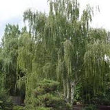 SEED- Cutleaf Weeping White/Silver Birch- Betula Pendula Graceful Weeping Shade Tree