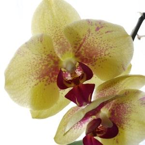 Orchid Sunshine