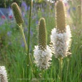 White Prairie Clover Seeds 20 count