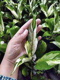 Spathiphyllum Peace Lily Variegated Free Phytosanitary Certificate