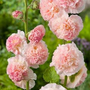 100 Hollyhock CHATER'S SALMON Seeds Perennial Stockrose Staude Samen Semi Sementi Graines Nasiona Somen Fr? Semillas Zaden Zaad