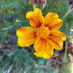 Yellow marigolds