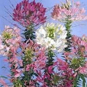Giant Cleome Mixed Seeds spider plant cut flower bouquet dried flowers from Dizzy Bees Urban Garden