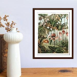 Orchids antique lithograph from 1897 vintage poster original botanical illustration
