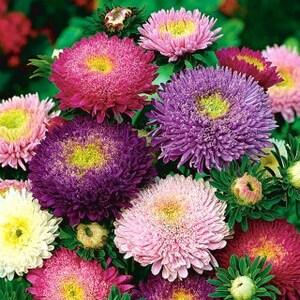 China Aster Tall Princess Flowers Blend 1g - 100 NON GMO Seeds - Callistephus Chinensis