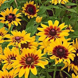 200+  Black Eyed Susan Mix Flower Seeds-Rubeckia Hirtia-Rustic dwarf Mix- Golden Coneflower-----B333