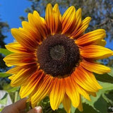 Dwarf Short Sunflower SEEDS  in a range of colors bouquet cut florist wedding flowers from Urban Food forest/garden