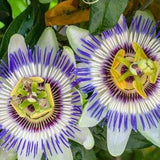 Exotic Passion Flower 25 Seeds