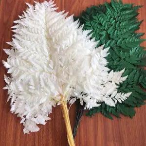 10PCS Dry Natural Fresh Plant Fiddlehead Ferns Dried Arachniodes Leaves Decor