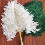 10PCS Dry Natural Fresh Plant Fiddlehead Ferns Dried Arachniodes Leaves Decor