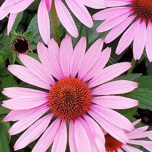 Echinacea Purple. Perennials. 30 seeds . Easy care , low maintenance