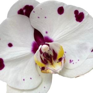 Phalaenopsis ?? Elegant Polka Dots ?? Spotted Moth Orchid ~ Not in Bloom