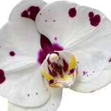 Phalaenopsis ?? Elegant Polka Dots ?? Spotted Moth Orchid ~ Not in Bloom