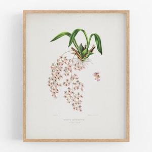 Pink oncidium orchid flower print / vintage print / botanical print / art print / orchid print / flower art / wall decor / tropical print