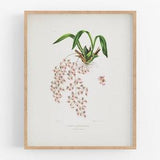Pink oncidium orchid flower print / vintage print / botanical print / art print / orchid print / flower art / wall decor / tropical print
